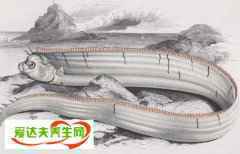 皇带鱼的恐怖传说：皇带鱼为什么叫地震鱼