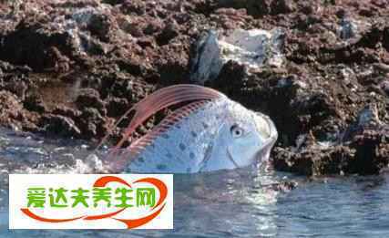 地震鱼