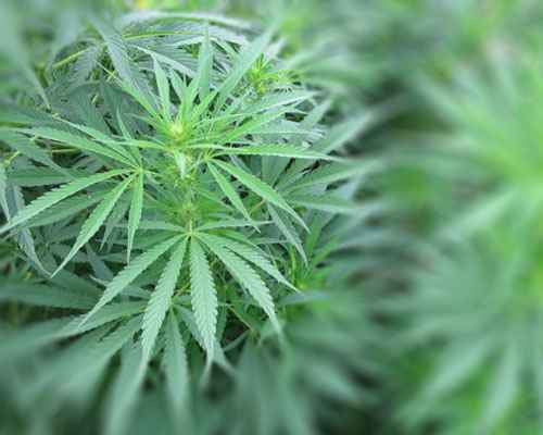 美国大麻合法化
