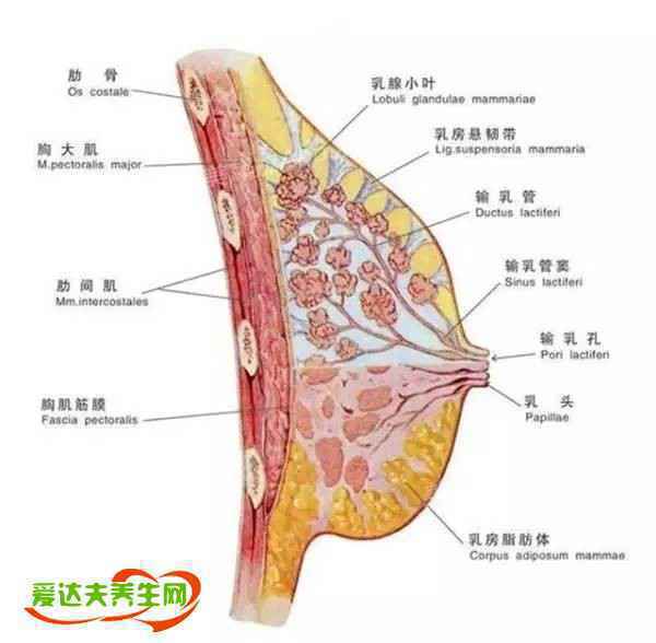 不穿内衣