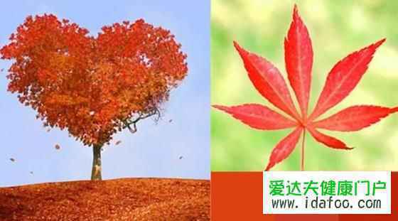 什么的枫叶