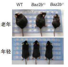 我国科学家发现生物“老而不衰”的秘密