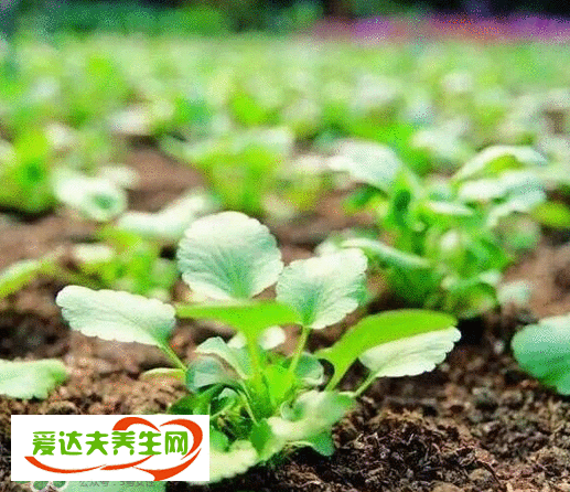 减肥药有效果吗