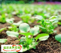 可轻减肥胶囊有效果吗？可轻减肥胶囊怎么样？