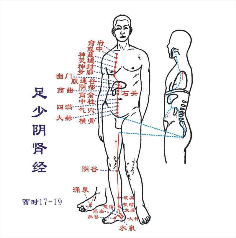 足少阴肾经