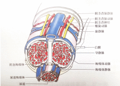 平时“丁丁”很支楞，一带套就软怎么回事