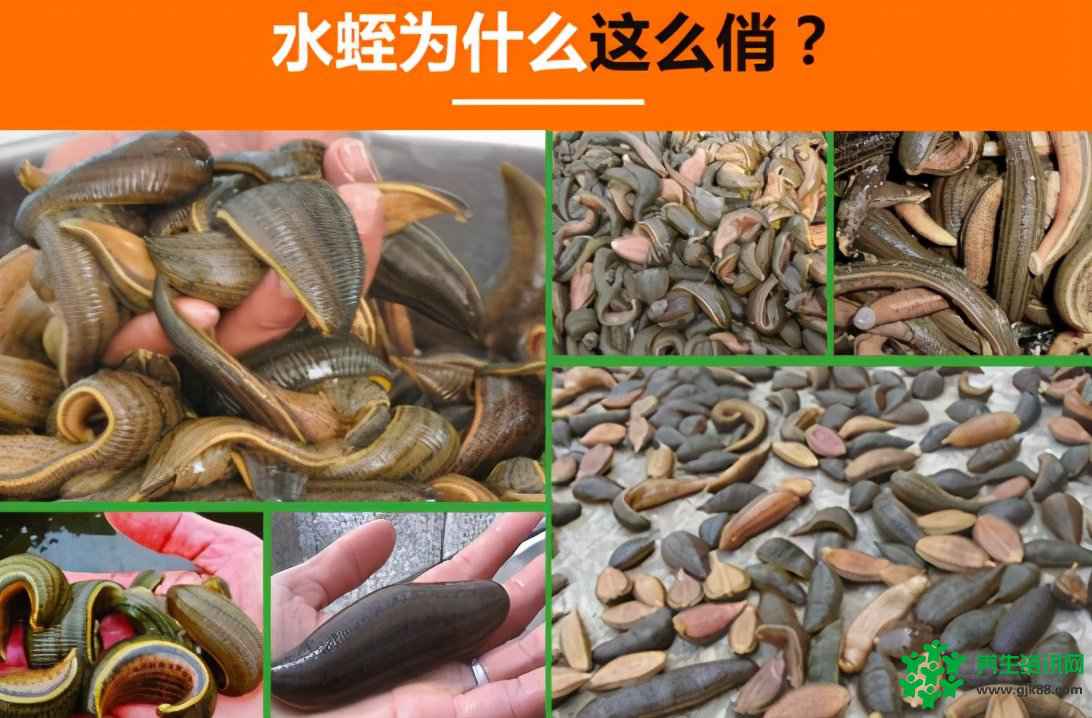 “河里的软黄金”水蛭养殖应该了解的事有哪些