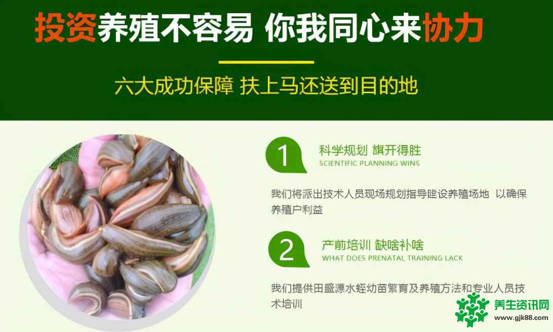 “河里的软黄金”水蛭养殖应该了解的事有哪些