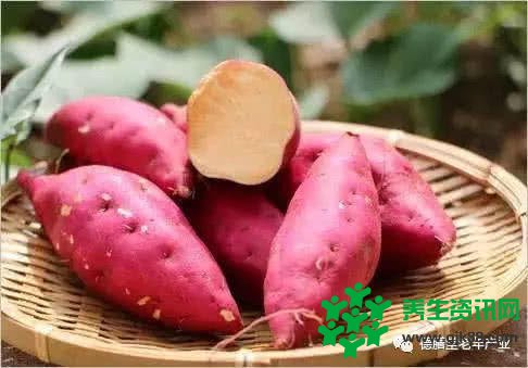 今日白露您知道这些民俗和养生要点吗？