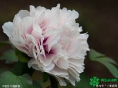 原创食疗养生之几个病症的食疗方法欢迎订阅